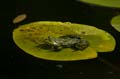 Teichfrosch (Rana kl. esculenta) - 13